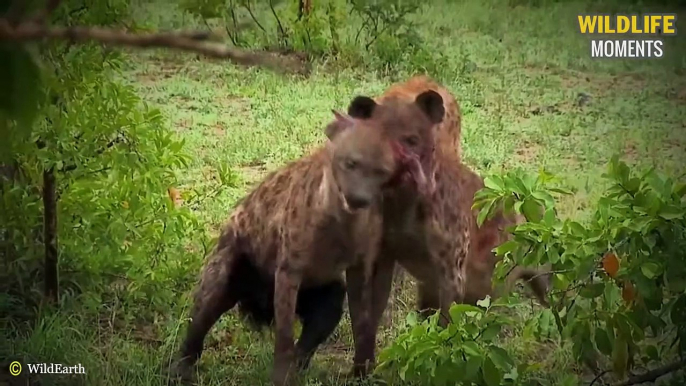 45 Heartbreaking Moments Hyena Bullies Animal Injured - Wildlife Moments