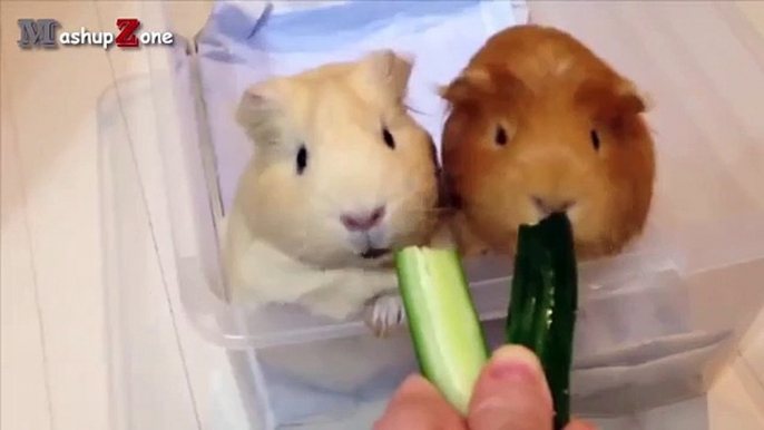 Guinea Pigs - A Funny And Cute Guinea Pig Videos Compilation   NEW HD