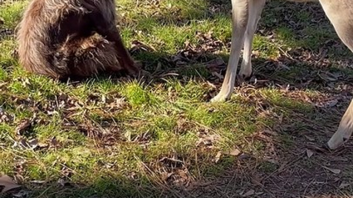 Willie the Rescue Dog Helps Rehabilitate Orphaned Fawns