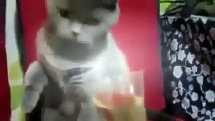 100+ CATS VINES - Cats Vine Compilation New April 2015 - Best Vines, Funny, Cute, Kitty, K