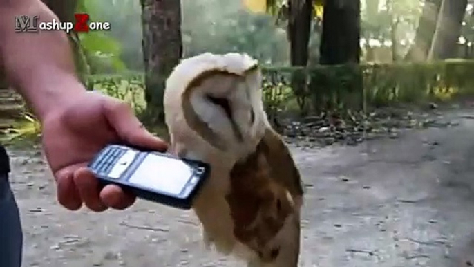 Owl - A Funny Owls And Cute Owls Compilation   NEW