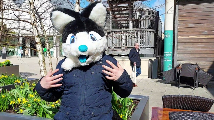 Shadow the dog entertains shoppers in Bury St Edmunds