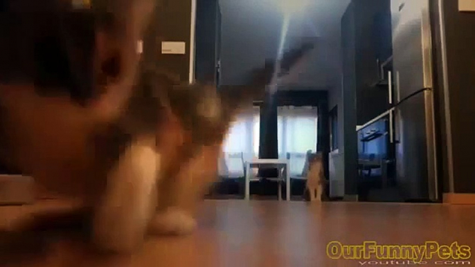 Funny Videos 2015   Funny Vines Cats   Funny fails Cats Videos   Funny Cat Videos   Cool Crazy Cats