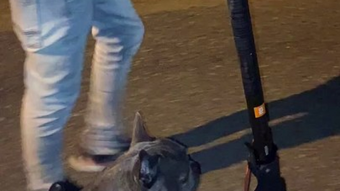 Lazy Dog Rides on Electric Scooter