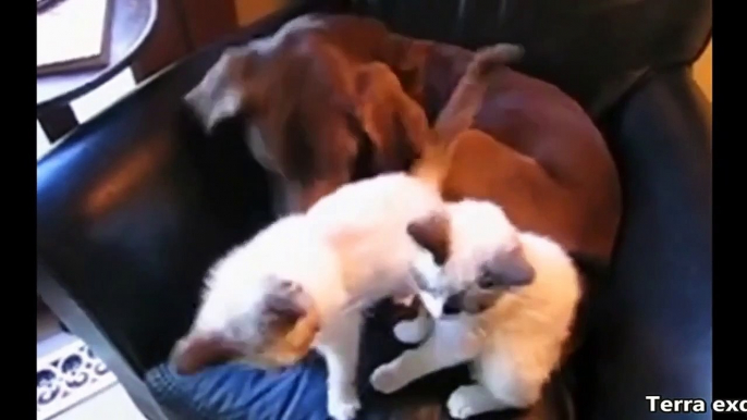 Cats and dogs fight for beds and sofa - Funny animal compilation