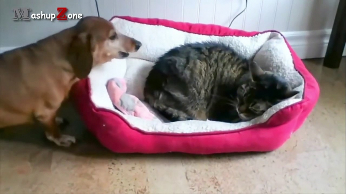 Best Of Funny Cats Stealing Dog Beds Compilation   NEW HD
