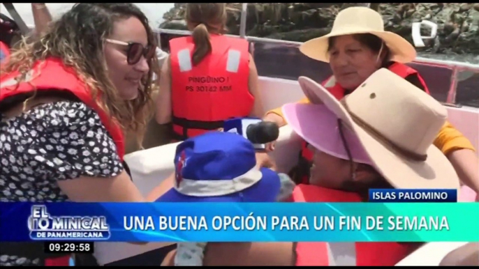 Callao turístico: navega y nada con lobos marinos en Islas Palomino