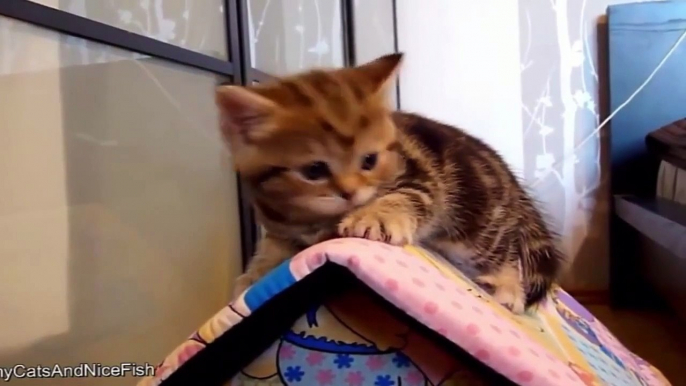 Funny Videos   Funny Cats   Funny Pranks   Funny Animals Videos   Funny Vines 2015