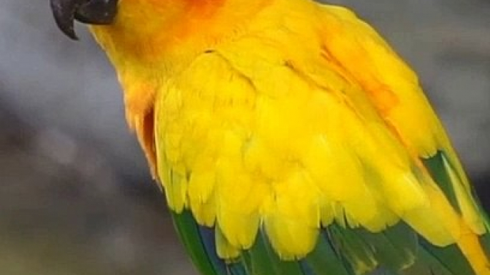Cute Animals And Birds #reels #bird #animal #cute #fbreels