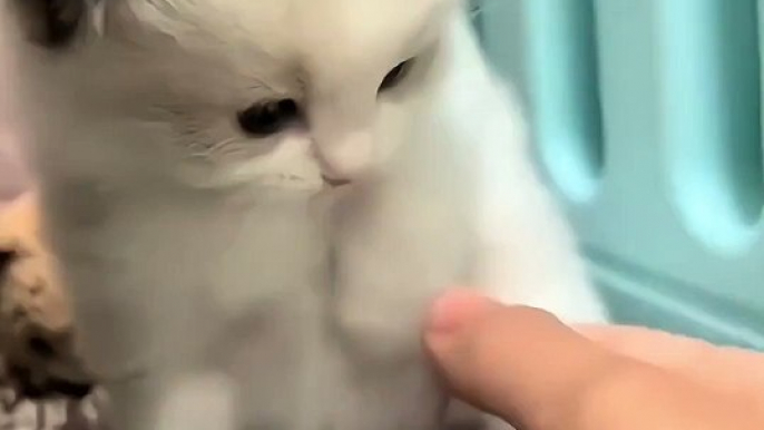 Cat Funny Moments | Funny Cats | Cute Pets | Funny Animals #animals #pets #cats #cat #catvideos #4u