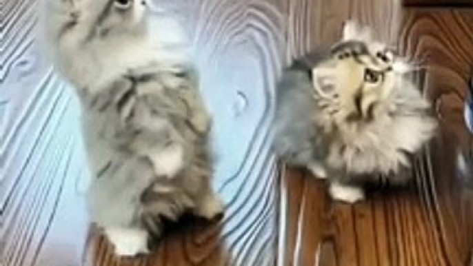 Cat Funny Compilation | Cat Funny Moments | Cute Pets | Funny Animals #animals #pets #cats #mycat