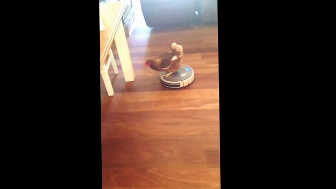 James the chicken enjoying a vacuum ride chicken