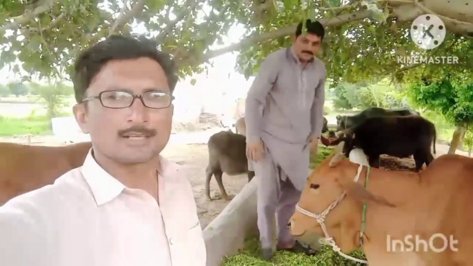 village lifestyle _ Farmer vlogs _ dehati life vlogs _ یہ گائے ہم کیوں بیچ رہے ہیں