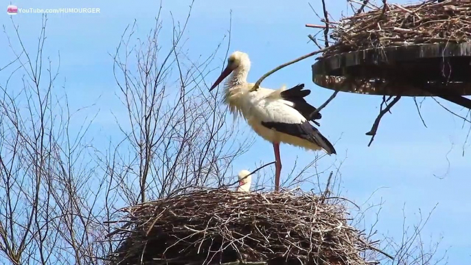 Cigognes Blanches - White Stork