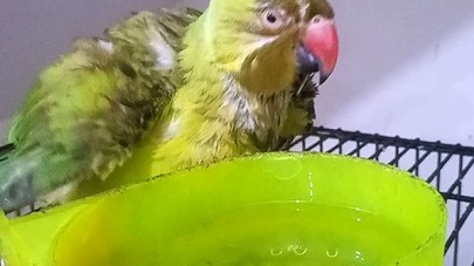 My indian ringneck talking parrot chanda