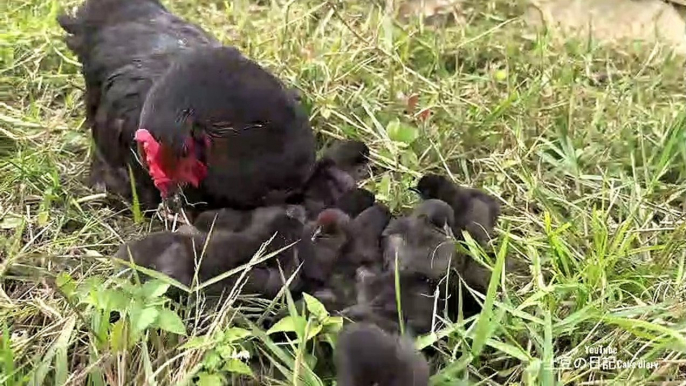 La poule donne le poussin au chaton qui s'occupe le mieux du poussin au monde.mignon