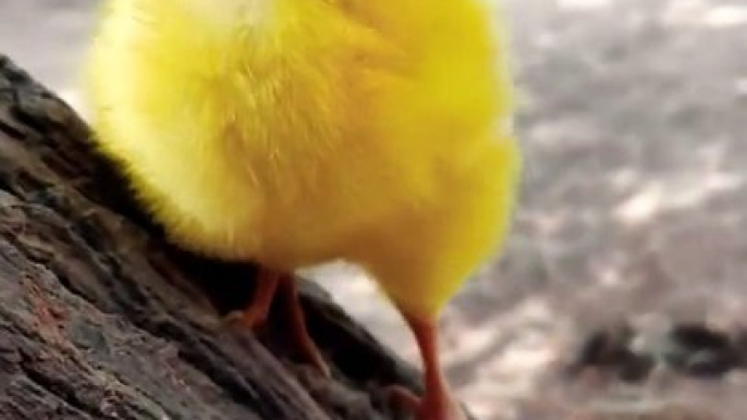 Wow baby hen funny moment _ funny chicks video __ coloured chicks _ chicken hen baby part 1 #shorts
