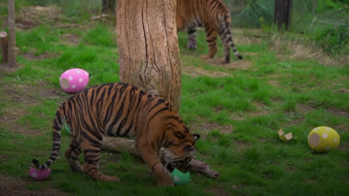 Tigers, meerkats, and squirrel monkeys hunt for Easter eggs at ZSL London Zoo