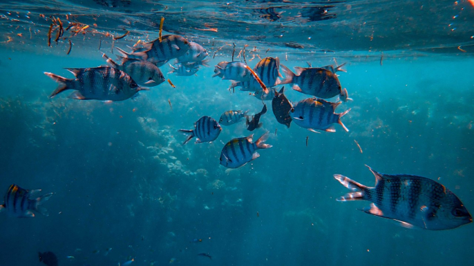 Recientes estudios científicos alertan la pérdida acelerada de peces alrededor del planeta.