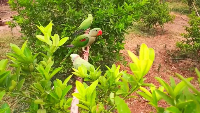 parrots Birds Talking