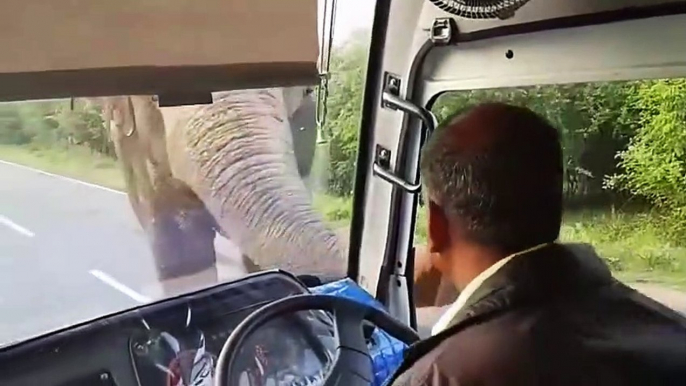 An elephant takes his commission on a bus   Un éléphant prend sa commission dans un bus