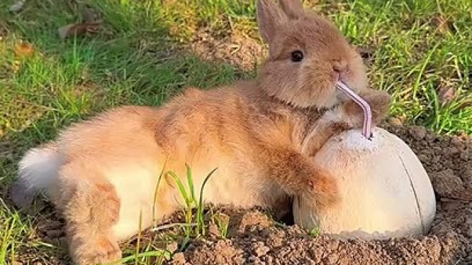 funny moments,funny bunny,funny moment,moments,funny,funny animal videos,funny