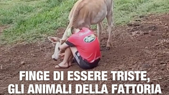 Finge di essere triste: gli animali della fattoria lo consolano