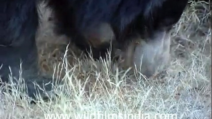 Sloth Bear eating termites through its snout!