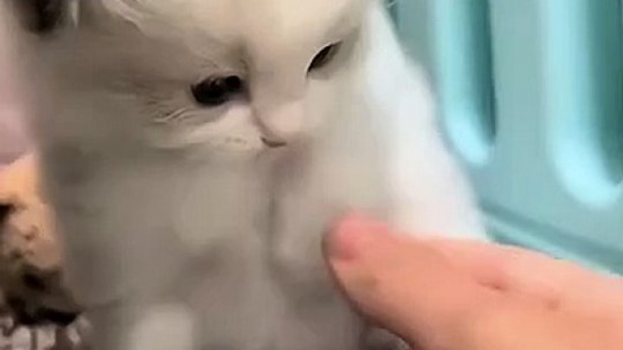 Cat love human being