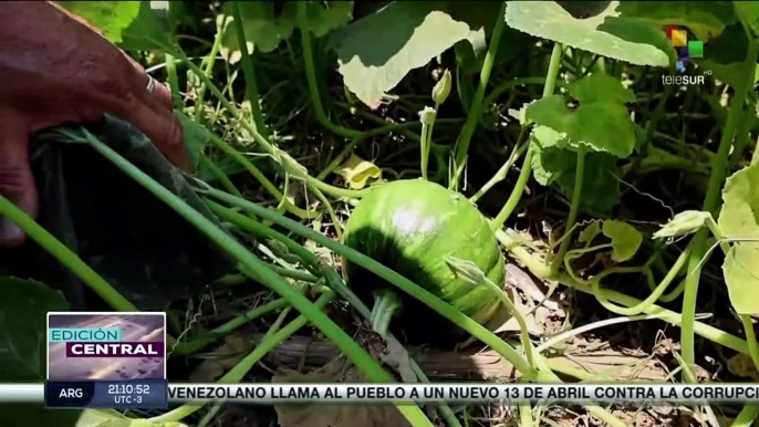 En Nicaragua avanzan experiencias productivas adaptadas a la variabilidad ambiental