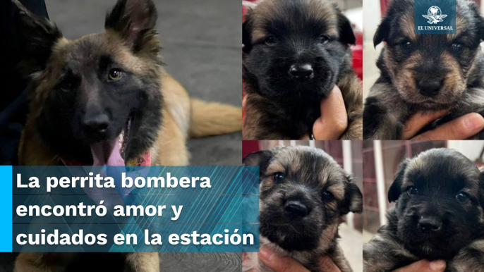 “Horda”, la perrita rescatada por los bomberos en CDMX ya es mamá de 6 cachorros