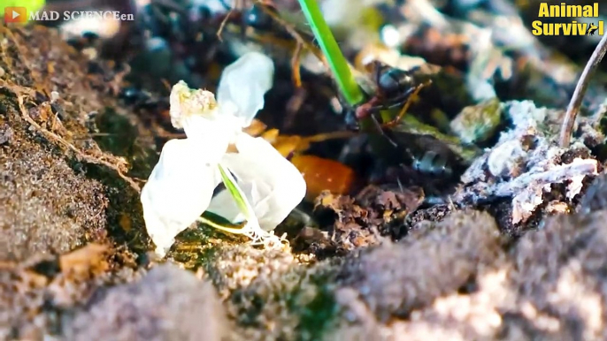 30 Brutal Moments of Ants Hunting Their Prey   Wildlife Documentary