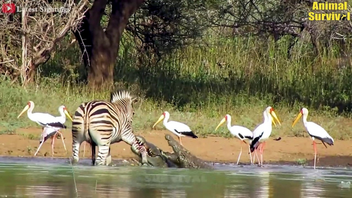 35 Best Escapes Of Zebra From Lion, Hyena, Wild Dogs And Crocodile To Survive   Wildlife Documentary