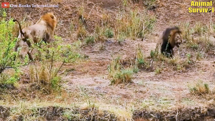 45 Epic Moments Lion And Tiger Fight To Dea.th & Lion vs Tiger Real Fight   Wildlife Documentary