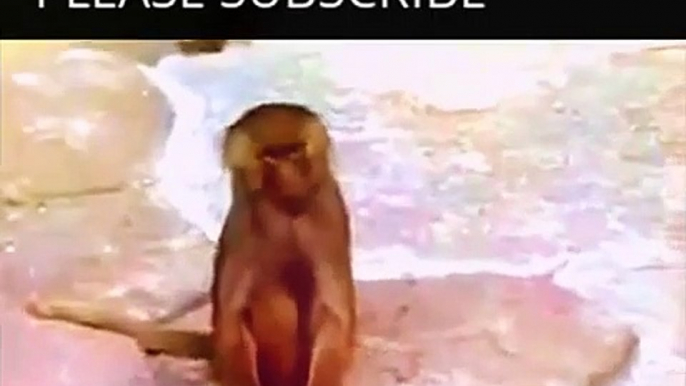 Funny Animals Videos Monkey   Funny Animals Monkey Videos   Funny Animals Videos