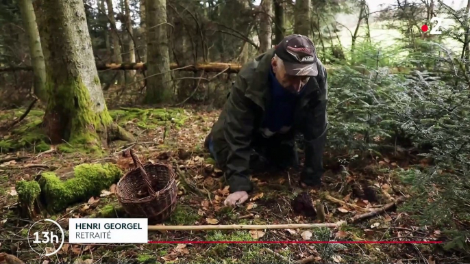 La grosse gaffe de France 2 qui confond un champignon mortel avec des morilles dans un reportage diffusé à 13h ! - La chaîne alerte ses téléspectateurs du danger