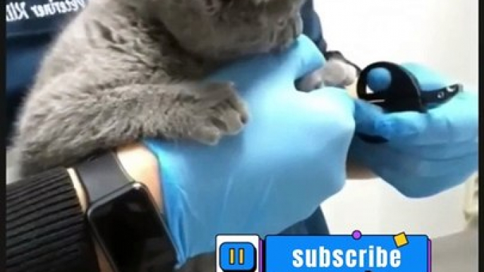 Cats are clipping nails #shorts #youtubeshorts #funny #cats #fun #jokes #cats #cat #viral #youtubeshort #funnyshorts #youtube