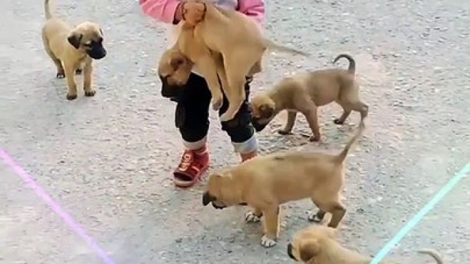 Cute baby playing with cute puppy