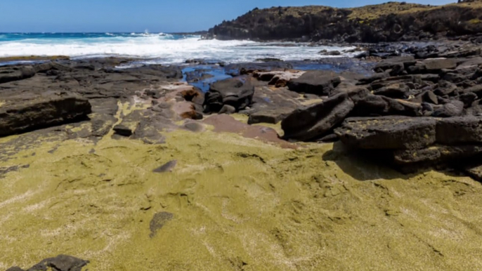 Le saviez-vous ? La Terre abrite 5 plages de sable vert