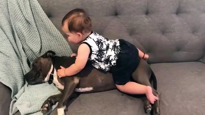 Ces parents laissent leur bébé jouer sur un gros chien... adorable ou terrifiant