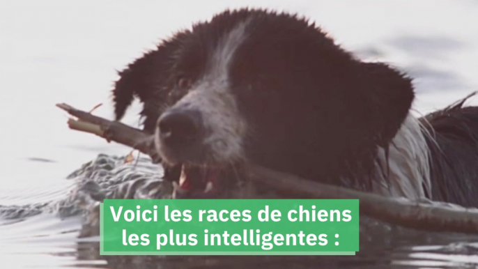 Ces 10 races de chiens sont les plus intelligentes au monde