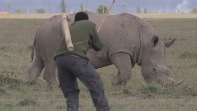 En Afrique, ces drones intelligents protègent les animaux des braconniers