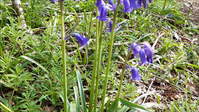 Bluebells on the Wiston Estate north of Worthing