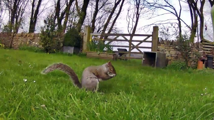 Watch the cute moment squirrel uses bushy tail 'like a towel' to dry itself in Peak District garden