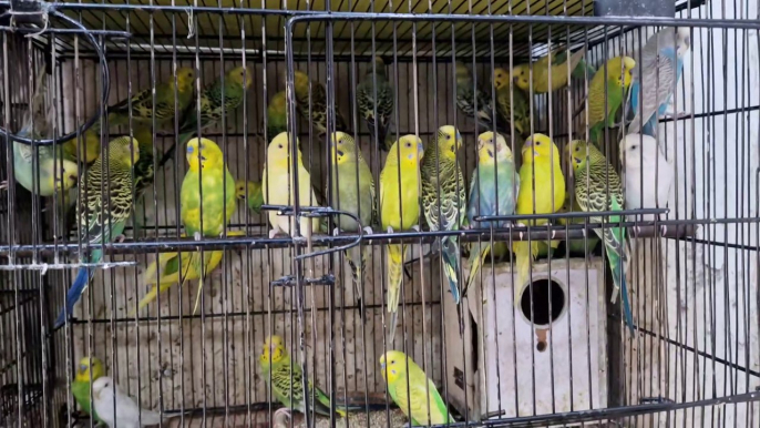 Budgies parrot | Love Birds