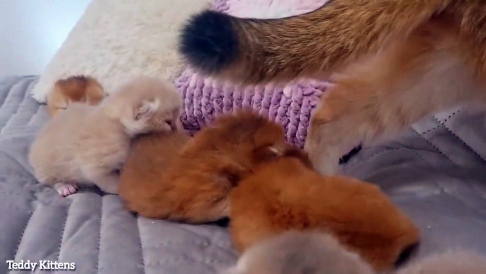 10th day after birth   Precious Moments of Growing Up tiny kittens