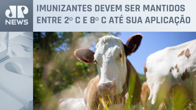 Campanha de vacinação contra febre aftosa espera imunizar 73 milhões de animais