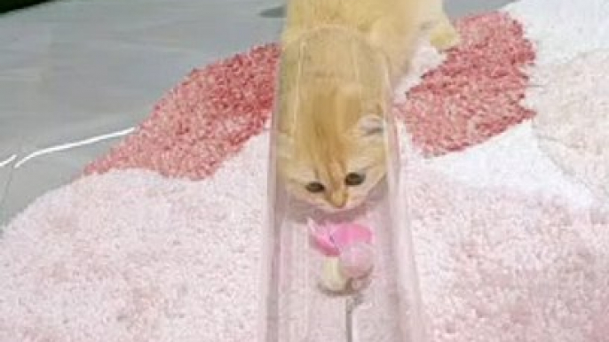Cat in The Pipe | Cat Funny Moments | Cute Pets | Funny Animals #animals #pets #cats #catvideos #cat