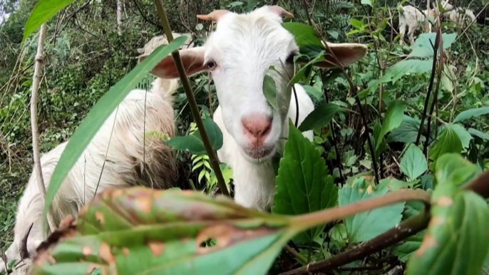 Goats deployed in Queensland, NSW to help landowners tackle invasive weeds