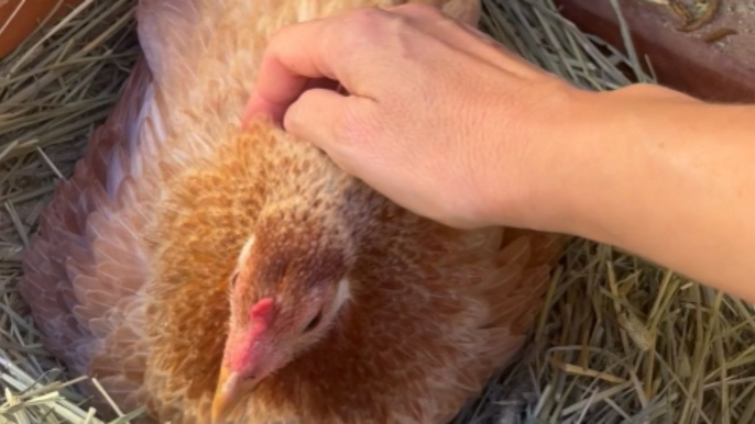 Girl reacts wholesomely to holding freshly-hatched chicks and hatching egg